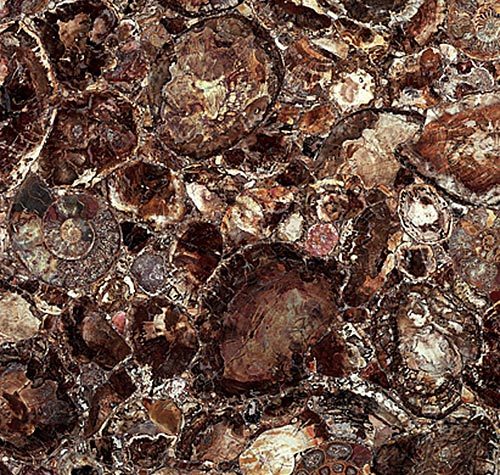 Brown Petrified Wood